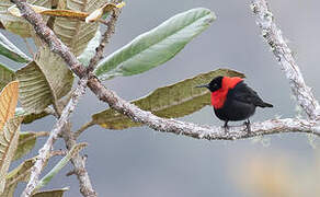 Red-collared Myzomela