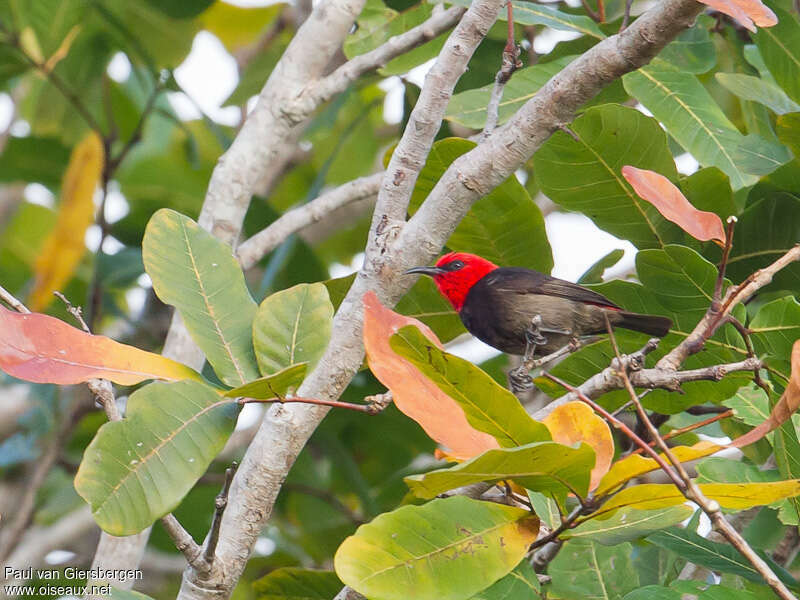 Rote Myzomela male adult, identification