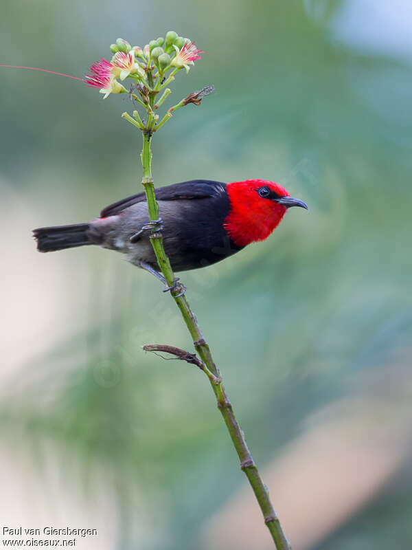 Sumba Myzomela male adult, identification