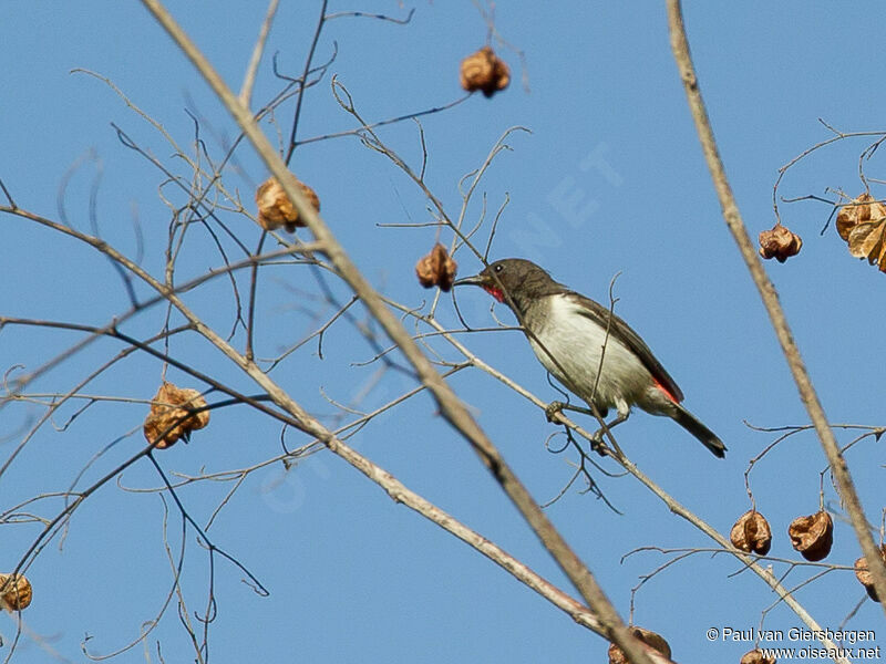 Black-breasted Myzomela