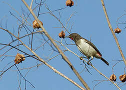 Black-breasted Myzomela