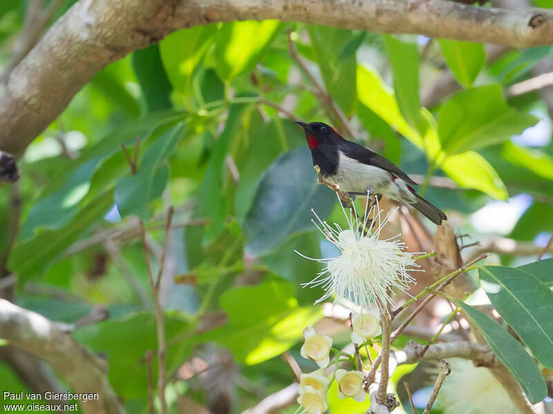 Black-breasted Myzomela male adult, habitat