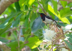 Black-breasted Myzomela