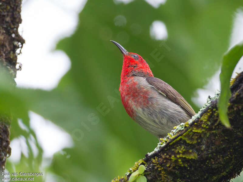 Sulawesi Myzomela male adult