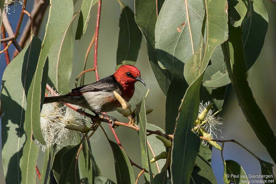 Scarlet Myzomela male adult