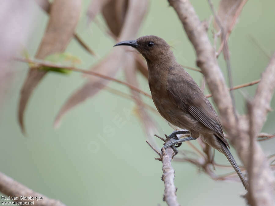 Dusky Myzomelaadult, identification