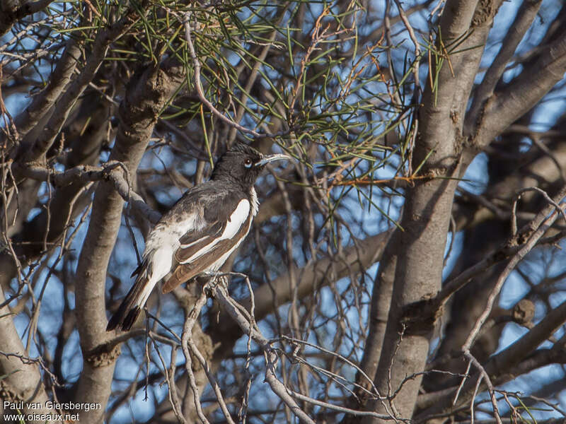 Pied Honeyeater male adult, identification