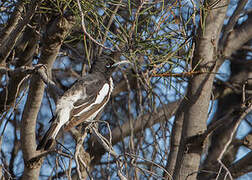 Pied Honeyeater