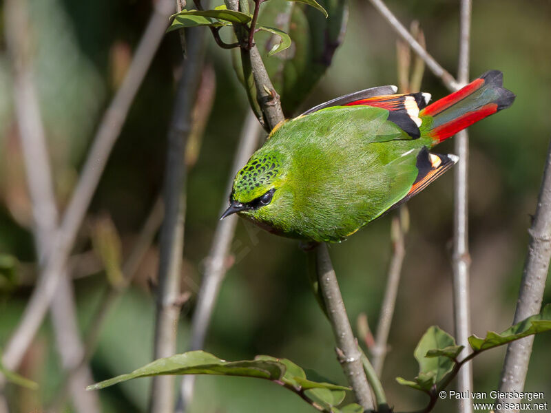 Fire-tailed Myzornis