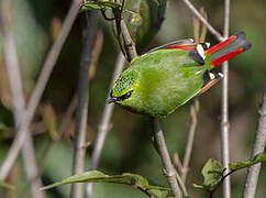 Fire-tailed Myzornis