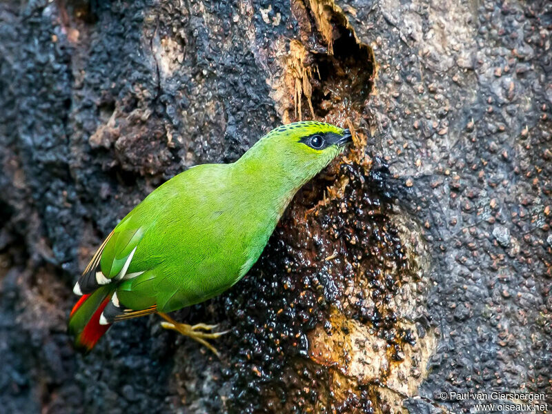 Fire-tailed Myzornis