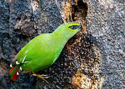 Fire-tailed Myzornis