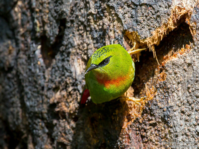 Fire-tailed Myzornis