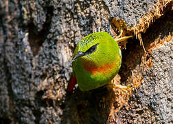 Fire-tailed Myzornis