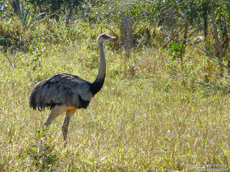 Greater Rhea