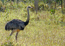 Greater Rhea