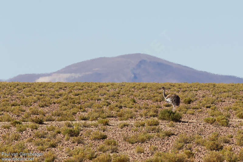 Lesser Rhea male adult