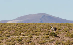 Lesser Rhea