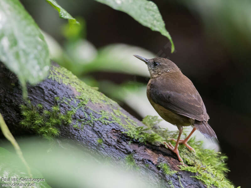 Sao Tome Shorttailadult