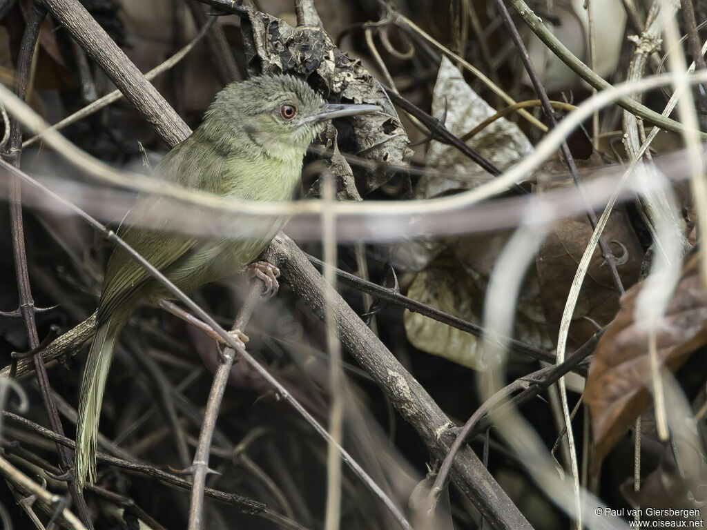 Kretschmer's Longbilladult