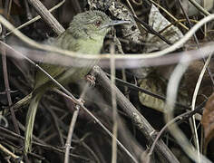 Kretschmer's Longbill