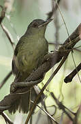 Kretschmer's Longbill