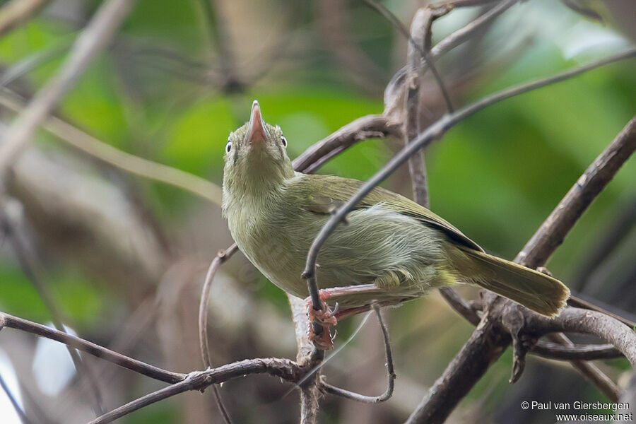 Grey Longbilladult