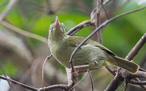 Grey Longbill