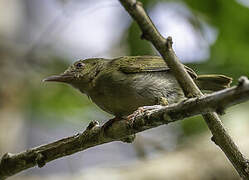 Grey Longbill