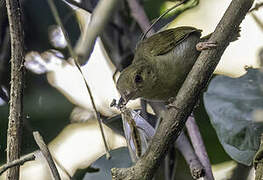 Grey Longbill