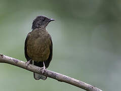 White-tailed Ant Thrush