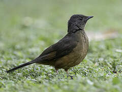 White-tailed Ant Thrush