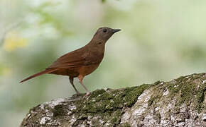 Red-tailed Ant Thrush