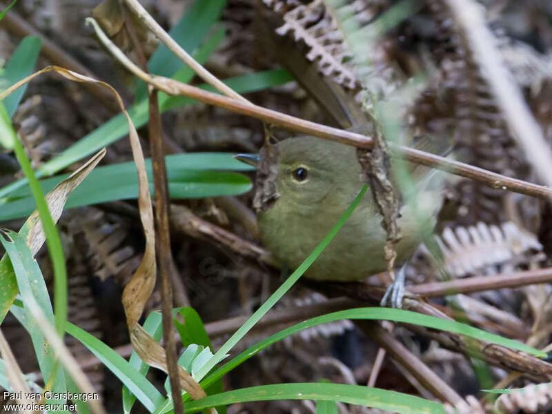 Anjouan Brush Warbler, identification