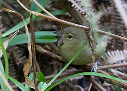 Anjouan Brush Warbler