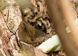 Grand Comoro Brush Warbler