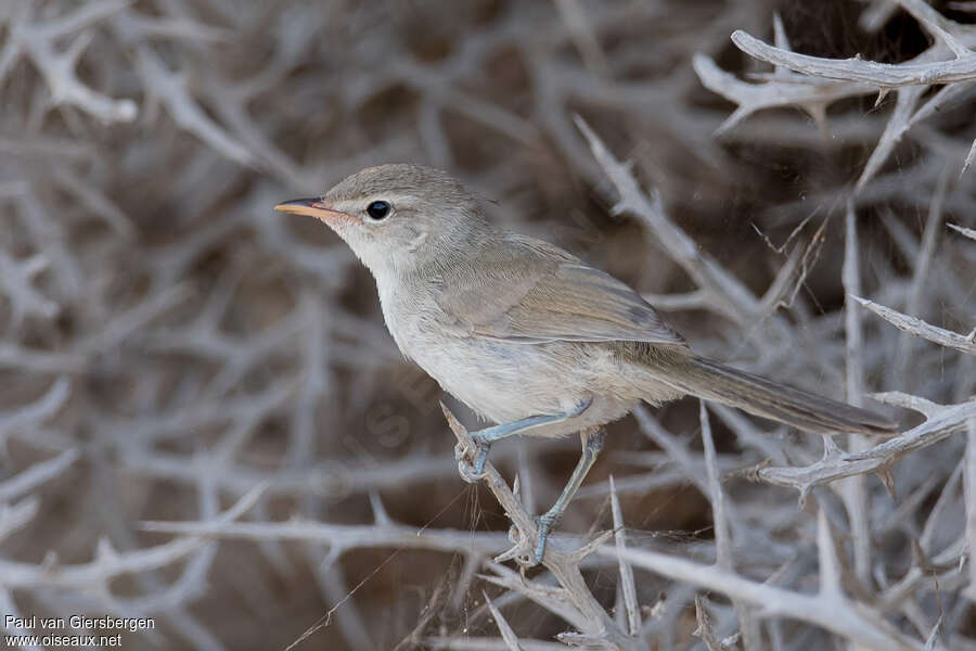 Subdesert Brush Warbleradult, identification