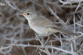 Subdesert Brush Warbler