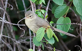 Malagasy Brush Warbler