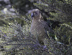 Kea