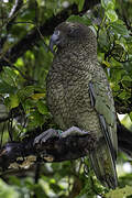 Kea