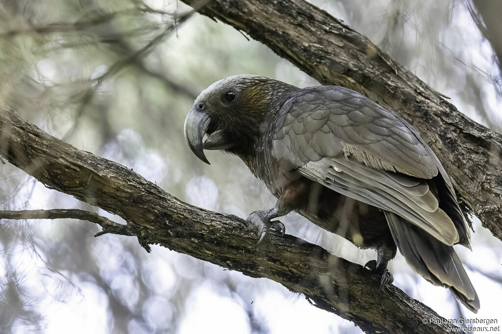 New Zealand Kakaadult