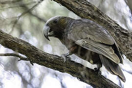 New Zealand Kaka