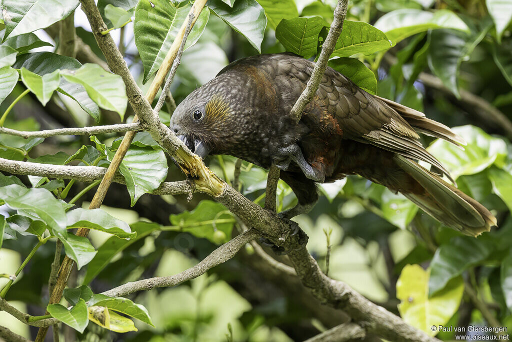 New Zealand Kakaadult