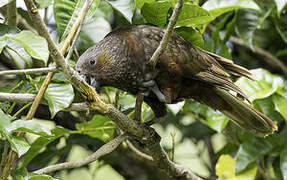 New Zealand Kaka