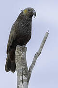 New Zealand Kaka