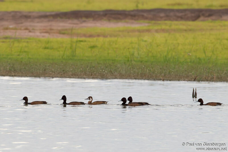 Southern Pochard