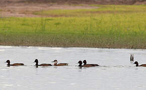 Southern Pochard