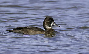 Southern Pochard