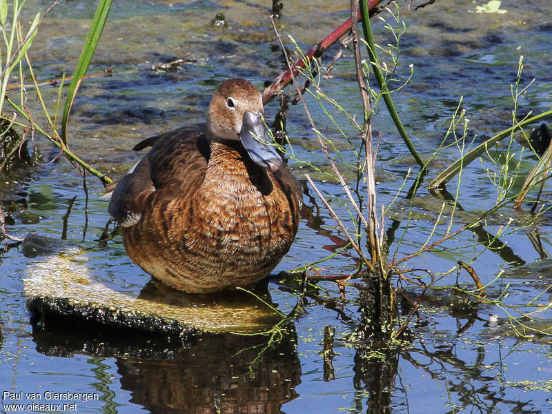 Rosy-billed Pochard female adult, habitat